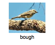 bird perched on a tree bough