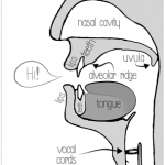 Pronunciation