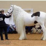 Long Haired Horse